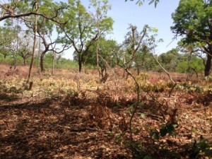 Un champ defrich&eacute; &agrave; Kata , photo : Sally Bilaly Sow
